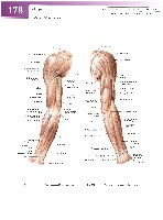 Sobotta Atlas of Human Anatomy  Head,Neck,Upper Limb Volume1 2006, page 185